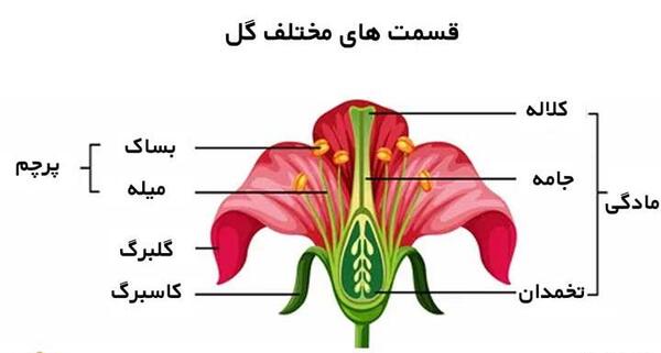 عکس های گل لاله سیاه