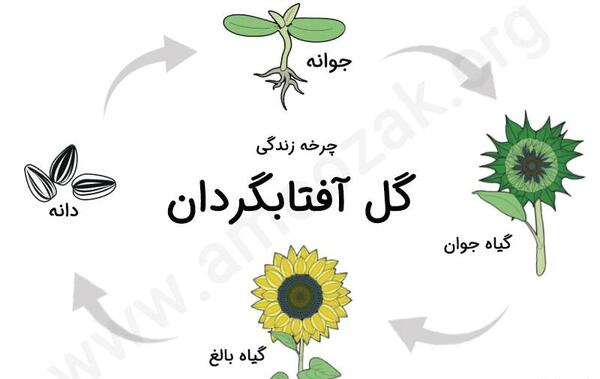 عکس کودکانه گل و گیاه