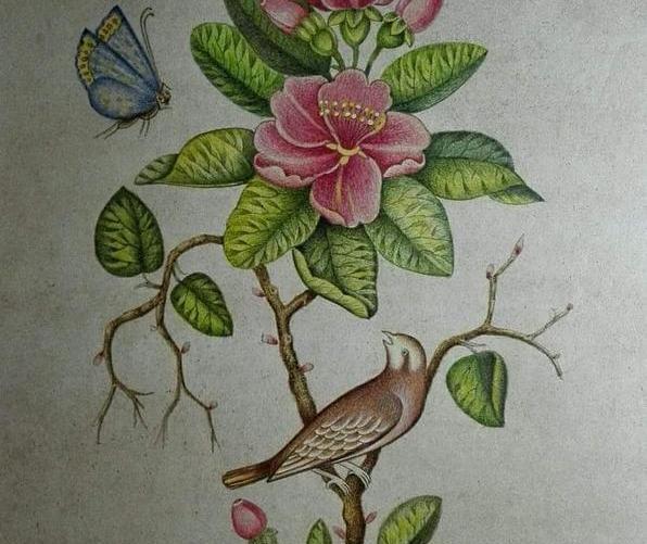 عکس کودکانه گل و گیاه