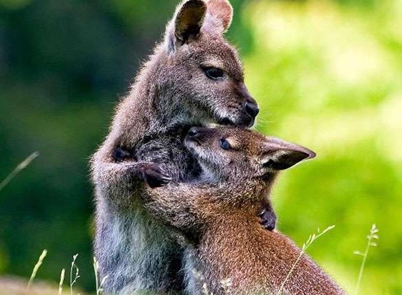 عکس های عاشقانه از حیوانات