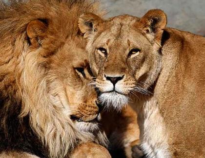 عکس های عاشقانه از حیوانات