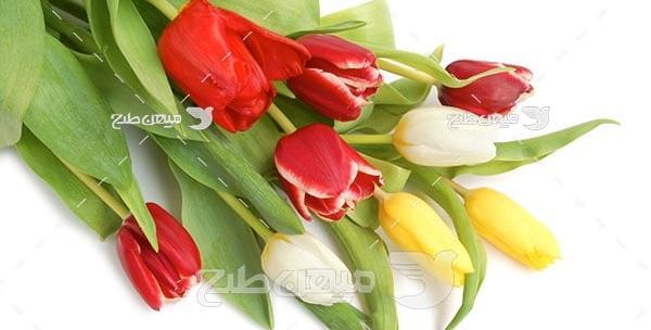 عکس پروفایل گل لاله قرمز