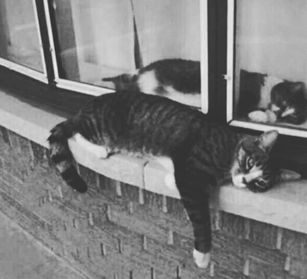 غمگین عکس گربه ناراحت برای پروفایل