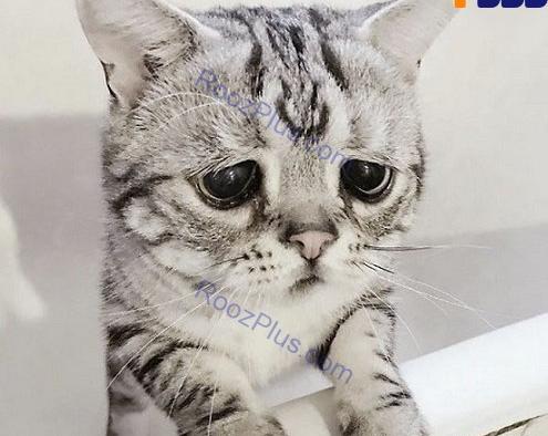 غمگین عکس گربه ناراحت برای پروفایل