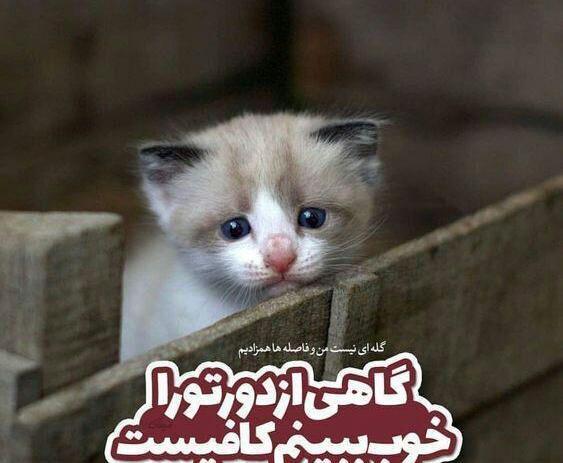 غمگین عکس گربه ناراحت برای پروفایل