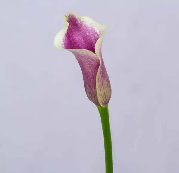 عکس گل شیپوری صورتی