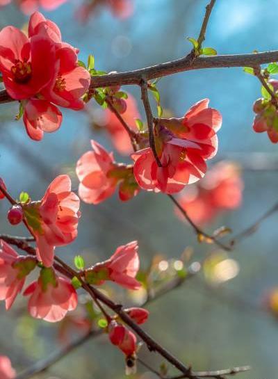 عکس گل برای تصویر زمینه گوشی سامسونگ