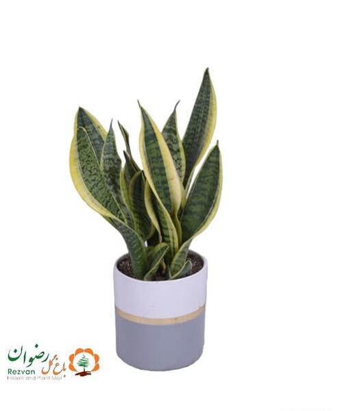عکس گل سانسوریا مصنوعی