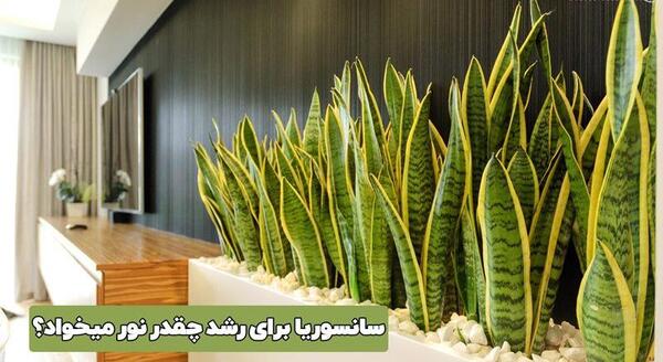 عکس گل سانسوریا مصنوعی