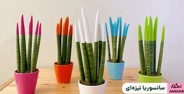 عکس گل سانسوریا مصنوعی