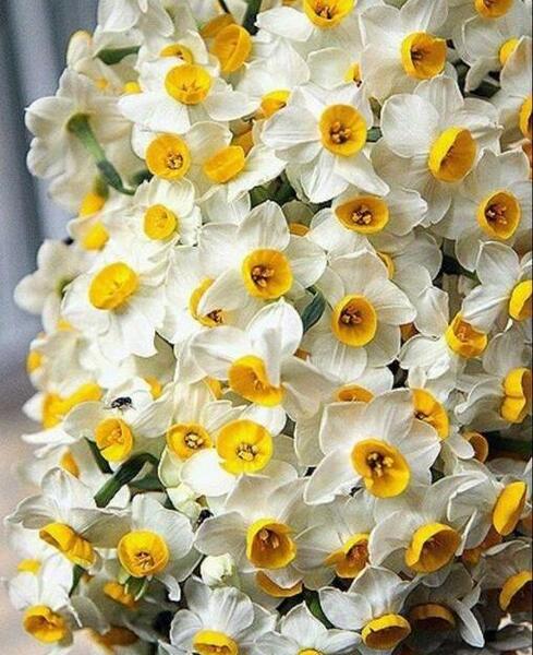 عکس دخترانه گل نرگس