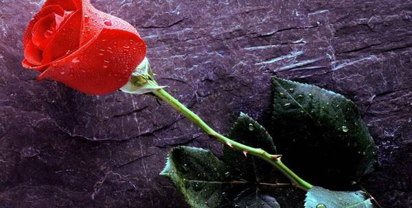 عکس های گل خفن