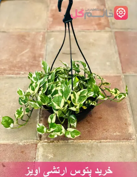 عکس گل پتوس ارتشی