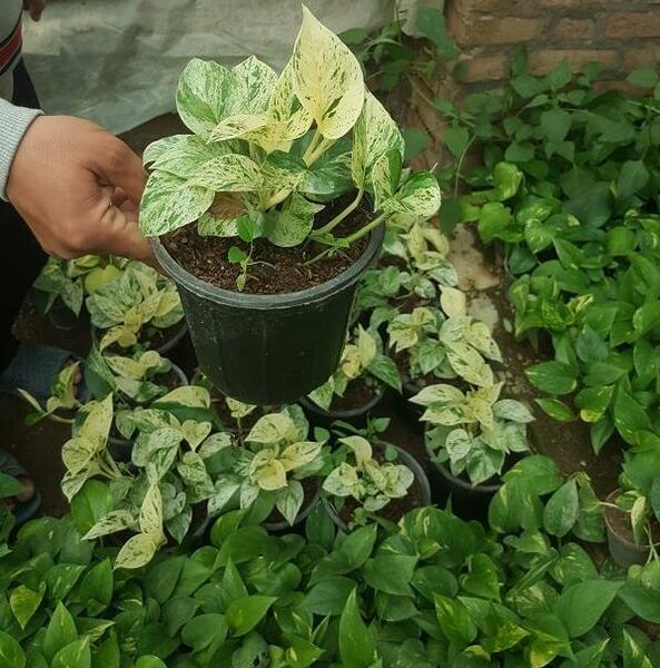 عکس گل پتوس ارتشی
