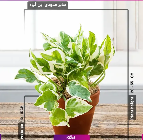 عکس گل پتوس ارتشی