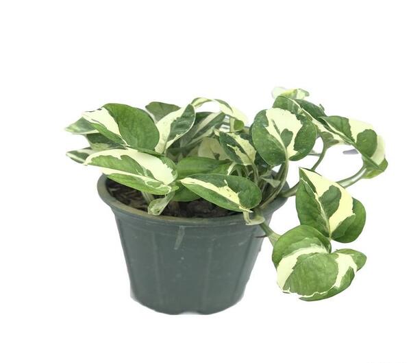 عکس گل پتوس ارتشی