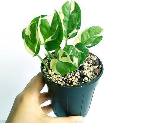 عکس گل پتوس ارتشی