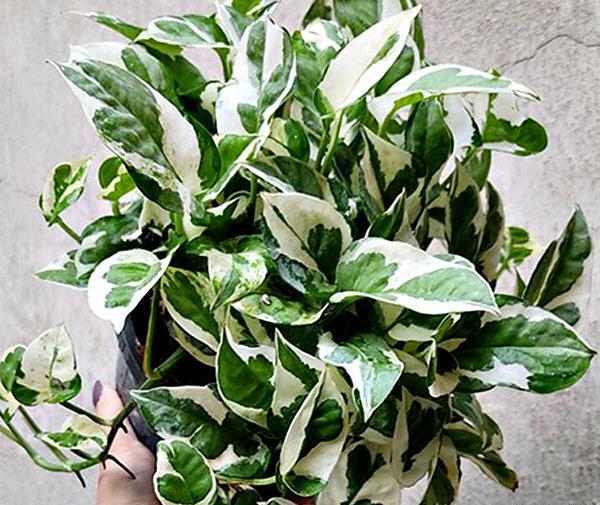 عکس گل پتوس ارتشی
