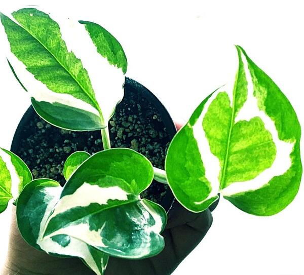 عکس گل پتوس ارتشی