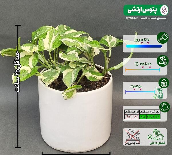 عکس گل پتوس ارتشی