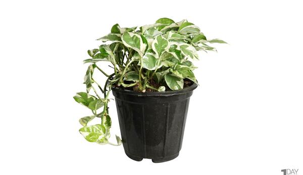 عکس گل پتوس ارتشی