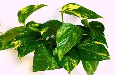 عکس گل پتوس ارتشی