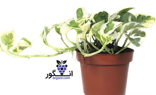 عکس گل پتوس ارتشی