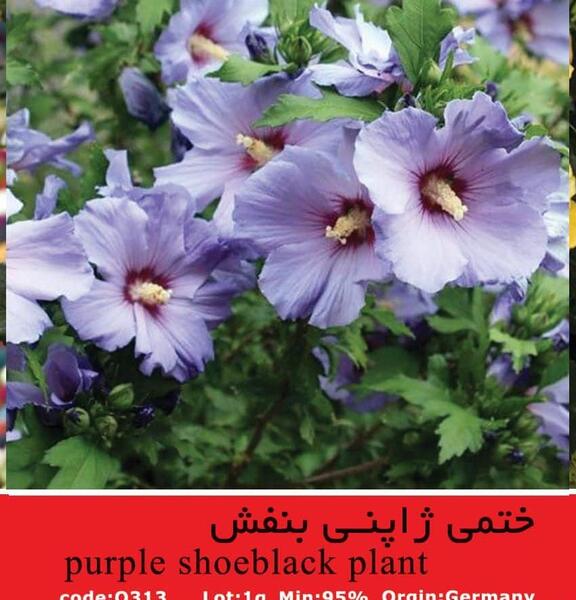 عکس گل ختمی بنفش