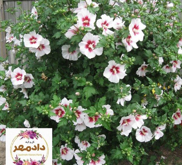 عکس گل ختمی بنفش
