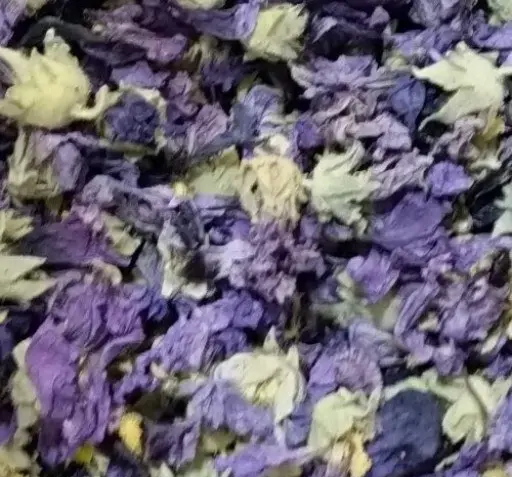عکس گل ختمی بنفش