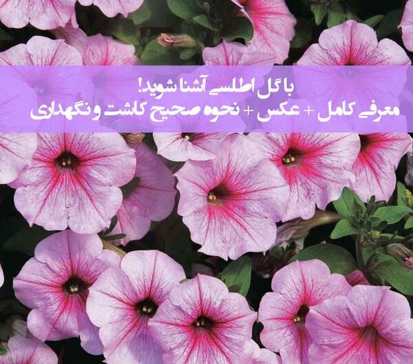 عکس گل اطلسی صورتی