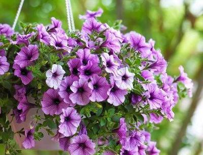 عکس گل اطلسی صورتی
