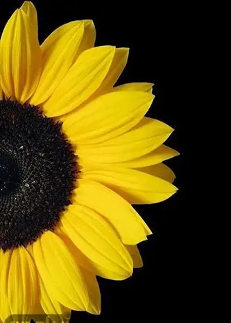 عکس گل مشکی برای تصویر زمینه