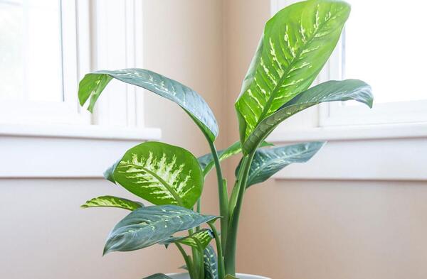 عکس گل دادن دیفن باخیا