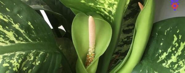 عکس گل دادن دیفن باخیا