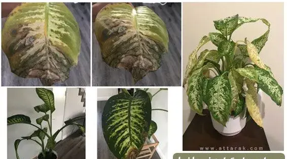 عکس گل دادن دیفن باخیا