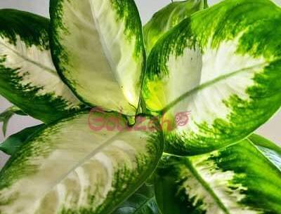 عکس گل دادن دیفن باخیا