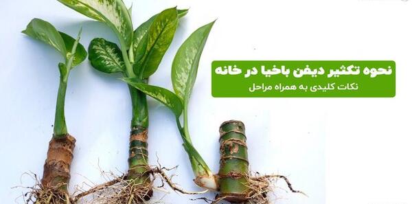 عکس گل دادن دیفن باخیا
