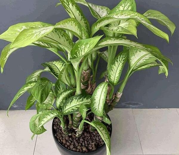 عکس گل دادن دیفن باخیا