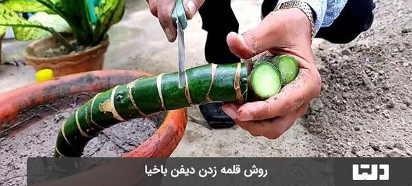 عکس گل دادن دیفن باخیا