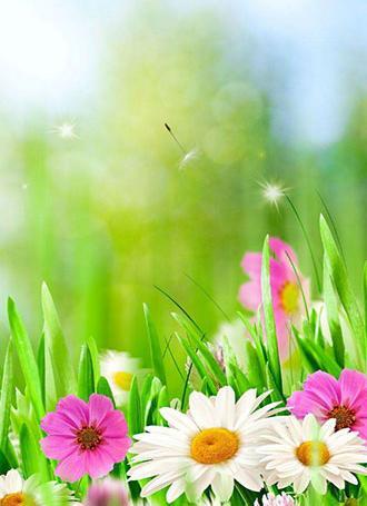 عکس گل متحرک برای تصویر زمینه
