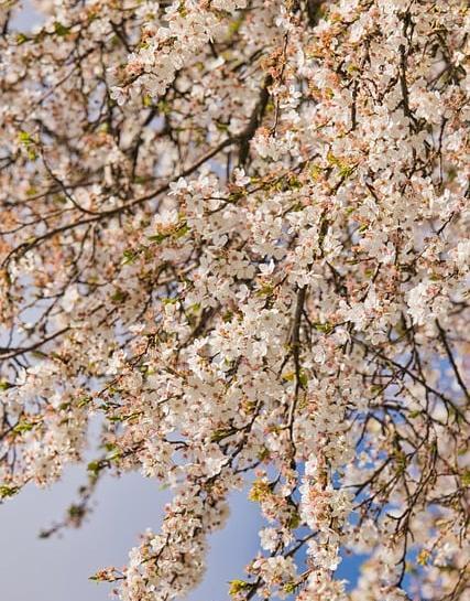 عکس از گل های بهاری