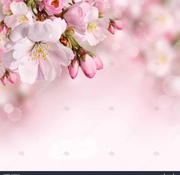 عکس از گل های بهاری