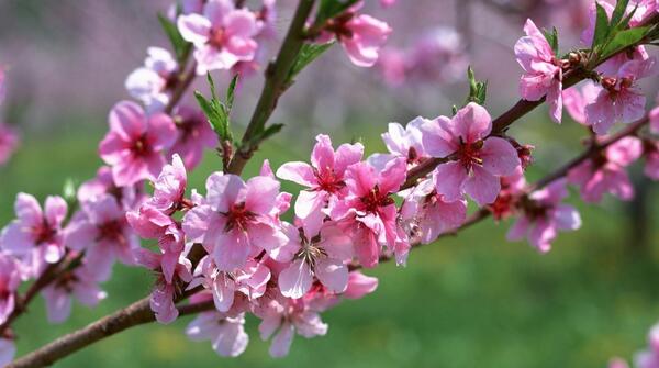عکس از گل های بهاری