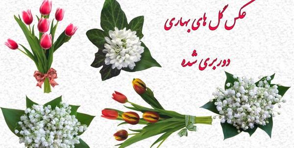 عکس از گل های بهاری