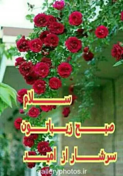 عکس گل با صبح بخیر
