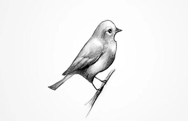 عکس حیوانات برای طراحی سیاه قلم