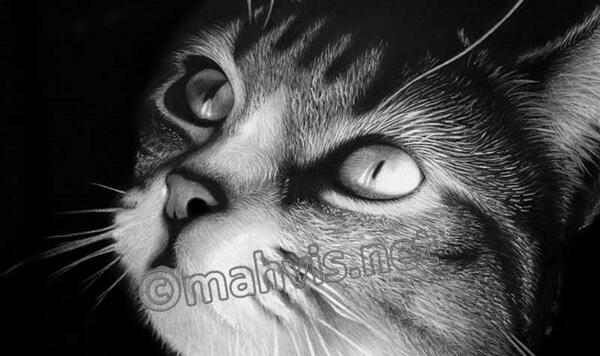 عکس حیوانات برای طراحی سیاه قلم