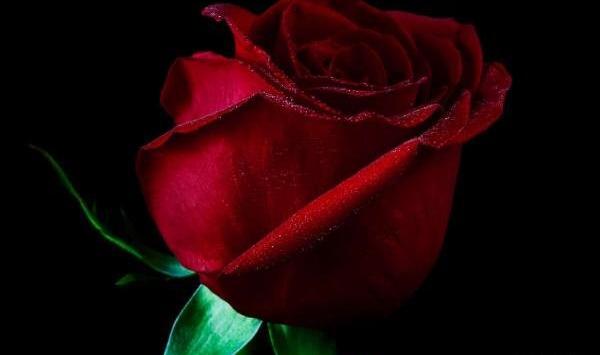 عکس گل قشنگ برای صفحه گوشی