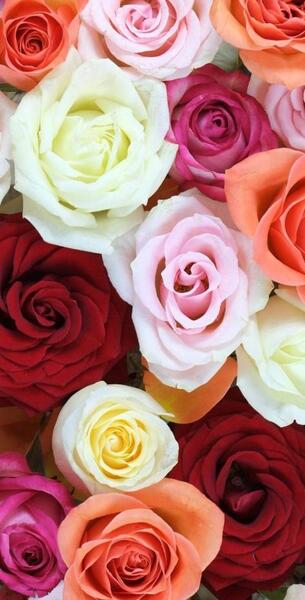 عکس گل قشنگ برای صفحه گوشی